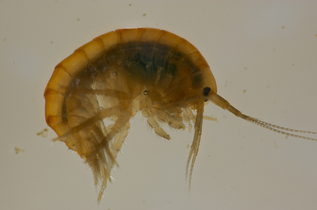 Gammarus_sp