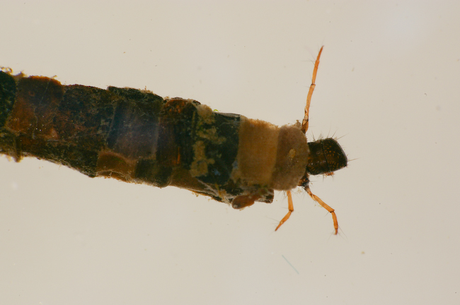 Trichoptera03