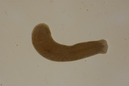 Polycelis_tenuis-nigra01