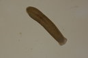 Polycelis_tenuis-nigra02