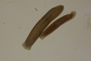 Polycelis_tenuis-nigra03